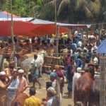 ইজারা স্থগিতে মালিকানাধীন জমিতে গরু বাজার, খাস উত্তোলনে কাঁচা রশিদ